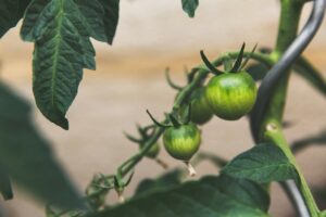 Feeding Communities with Fresh, Organic Goodness